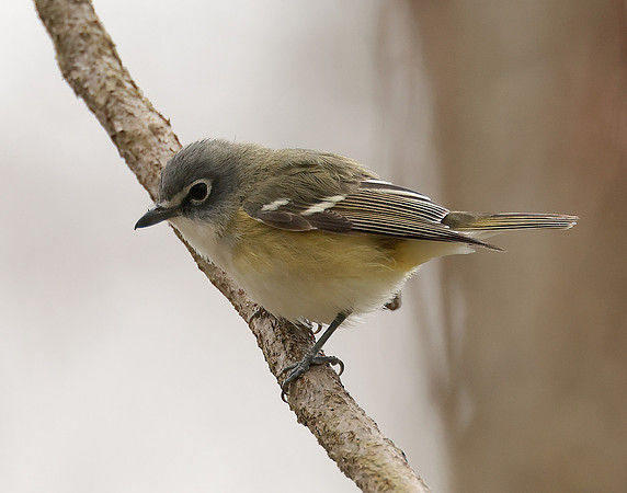 Blue-headed Vireo Vireo solitarius