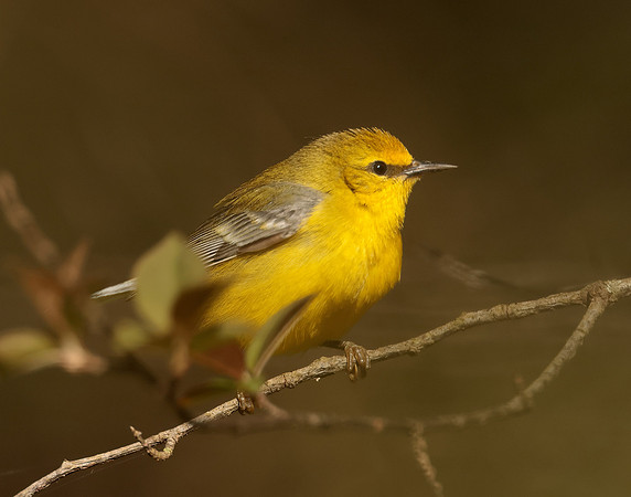 Blue-winged Warbler Vermivora cyanoptera