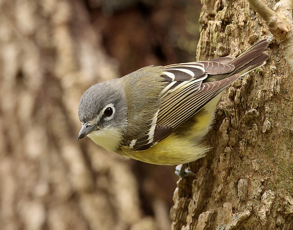 Blue-headed Vireo Vireo solitarius
