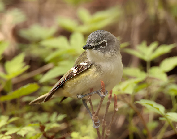Blue-headed Vireo Vireo solitarius