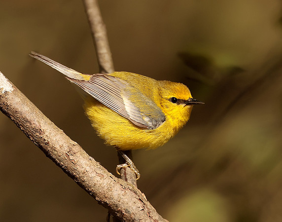Blue-winged Warbler Vermivora cyanoptera