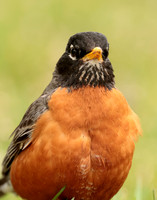American Robin Turdus migratorius