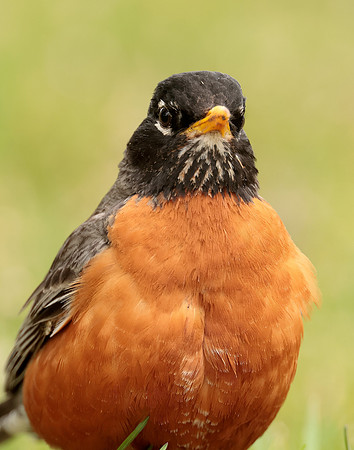 American Robin Turdus migratorius