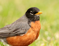 American Robin Turdus migratorius