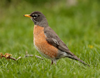 American Robin Turdus migratorius