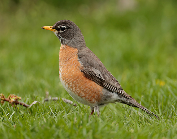 American Robin Turdus migratorius