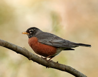 American Robin Turdus migratorius