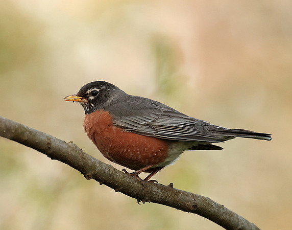American Robin Turdus migratorius