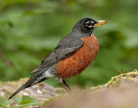 American Robin Turdus migratorius