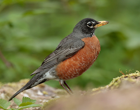 American Robin Turdus migratorius