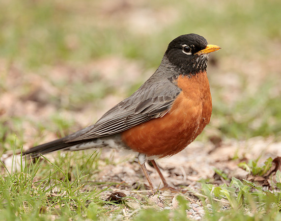 American Robin Turdus migratorius