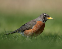 American Robin Turdus migratorius