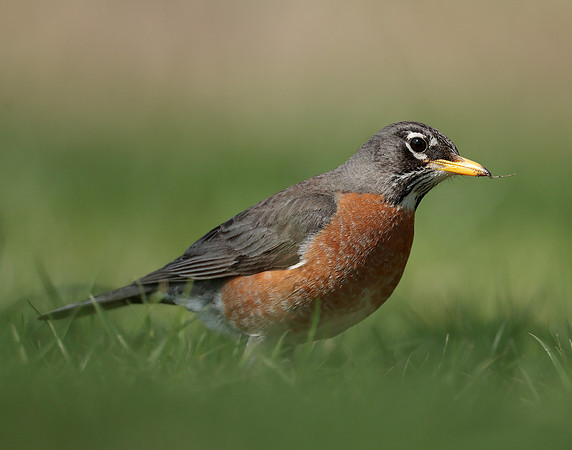 American Robin Turdus migratorius
