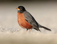 American Robin Turdus migratorius