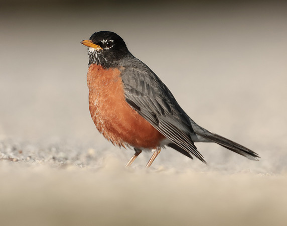 American Robin Turdus migratorius