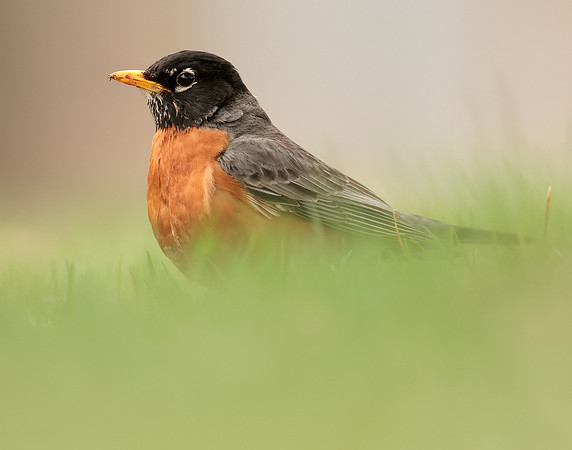 American Robin Turdus migratorius