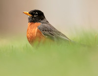 American Robin Turdus migratorius