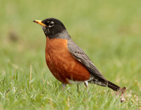 American Robin Turdus migratorius