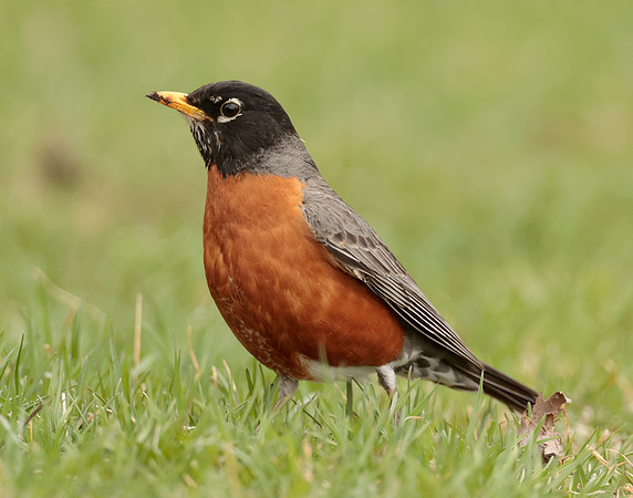 American Robin Turdus migratorius