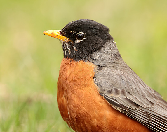 American Robin Turdus migratorius