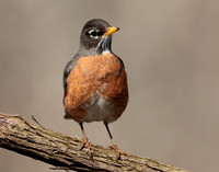 American Robin Turdus migratorius