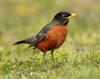 American Robin Turdus migratorius