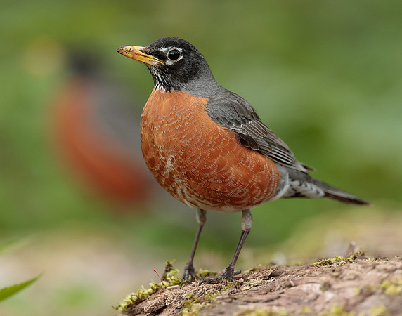 American Robin Turdus migratorius