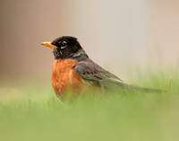 American Robin Turdus migratorius