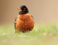 American Robin Turdus migratorius