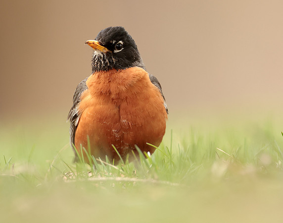 American Robin Turdus migratorius