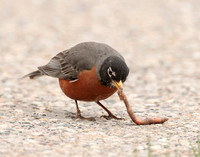 American Robin Turdus migratorius