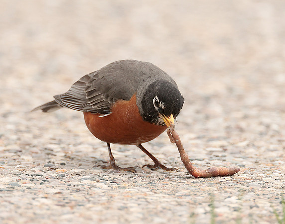 American Robin Turdus migratorius