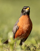 American Robin Turdus migratorius