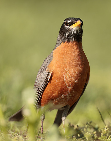 American Robin Turdus migratorius