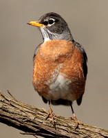 American Robin Turdus migratorius