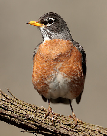 American Robin Turdus migratorius
