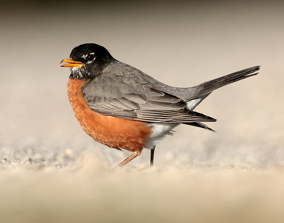 American Robin Turdus migratorius