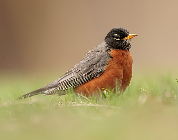American Robin Turdus migratorius