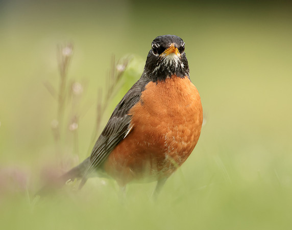 American Robin Turdus migratorius