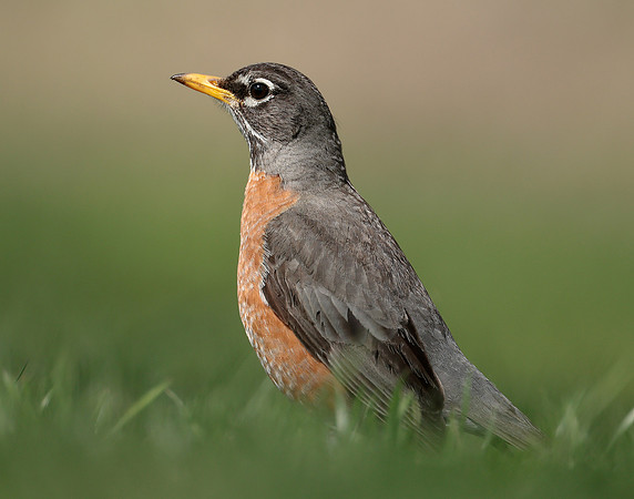 American Robin Turdus migratorius