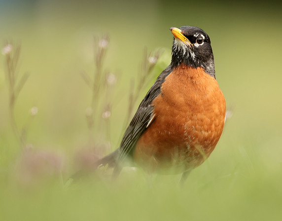 American Robin Turdus migratorius
