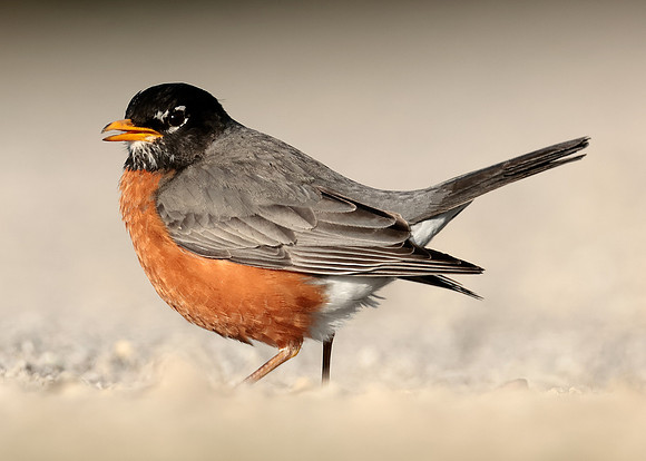 American Robin Turdus migratorius