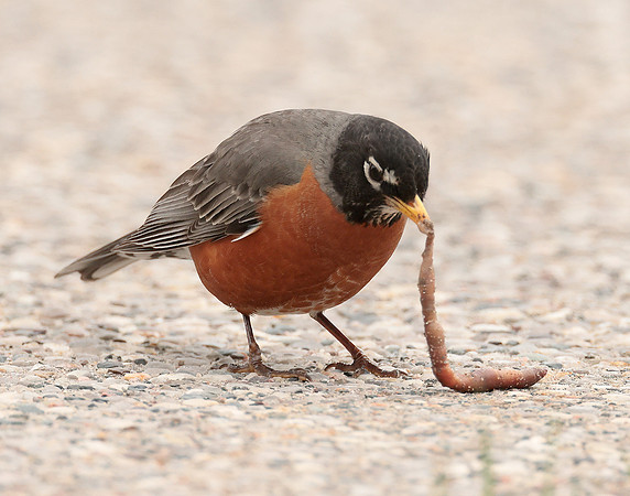 American Robin Turdus migratorius