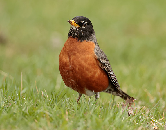 American Robin Turdus migratorius