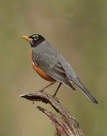 American Robin Turdus migratorius