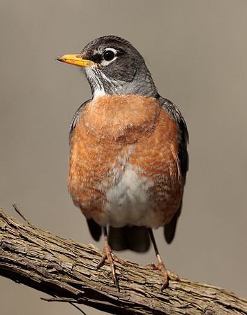 American Robin Turdus migratorius