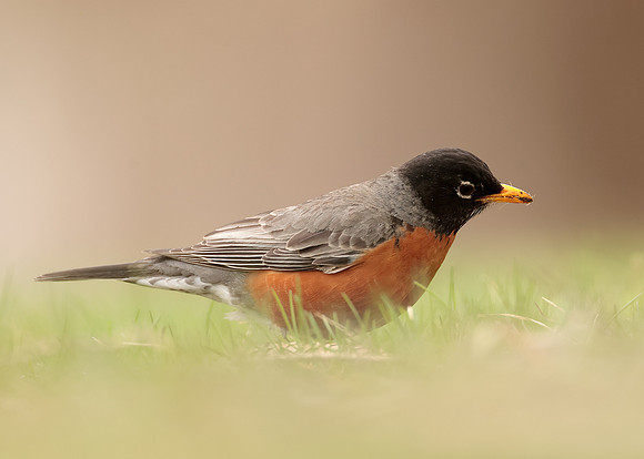 American Robin Turdus migratorius