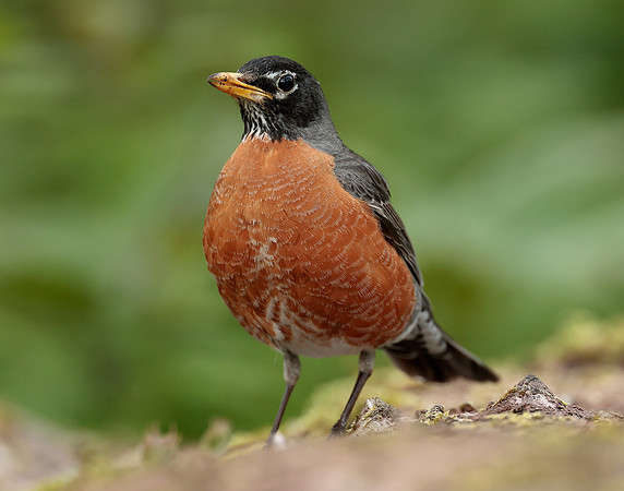 American Robin Turdus migratorius