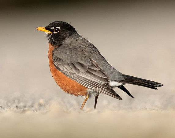 American Robin Turdus migratorius