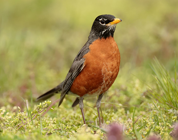 American Robin Turdus migratorius